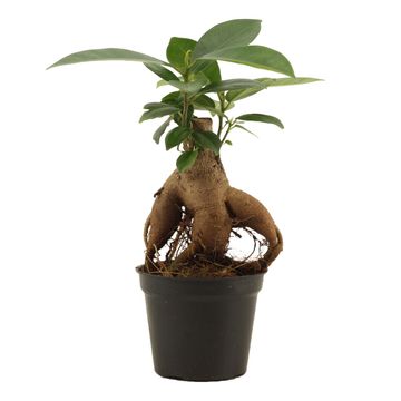 Ficus microcarpa 'Ginseng'