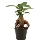 Ficus microcarpa 'Ginseng'