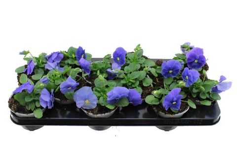 Viola x wittrockiana DELTA F1 TRUE BLUE