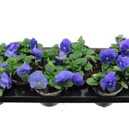 Viola x wittrockiana DELTA F1 TRUE BLUE