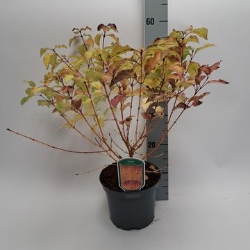 Cornus sanguinea 'Midwinter Fire'