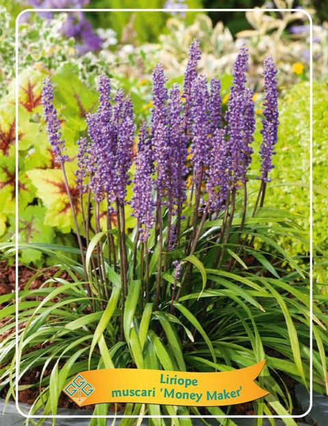 Liriope muscari 'Moneymaker'
