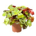 Begonia JUNGLE WONDER BROWN
