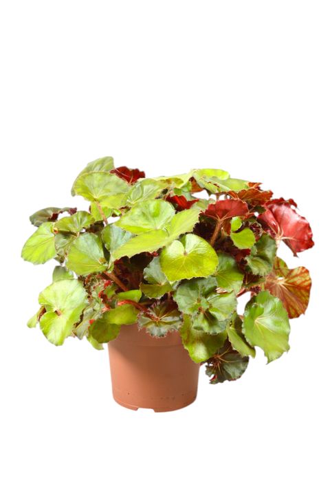Begonia JUNGLE WONDER BROWN