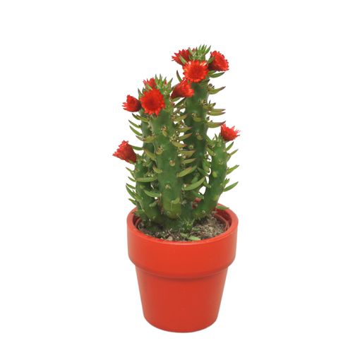 Austrocylindropuntia subulata