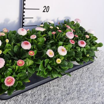 Bellis perennis 'Tasso Pink'