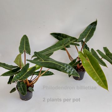 Philodendron billietiae
