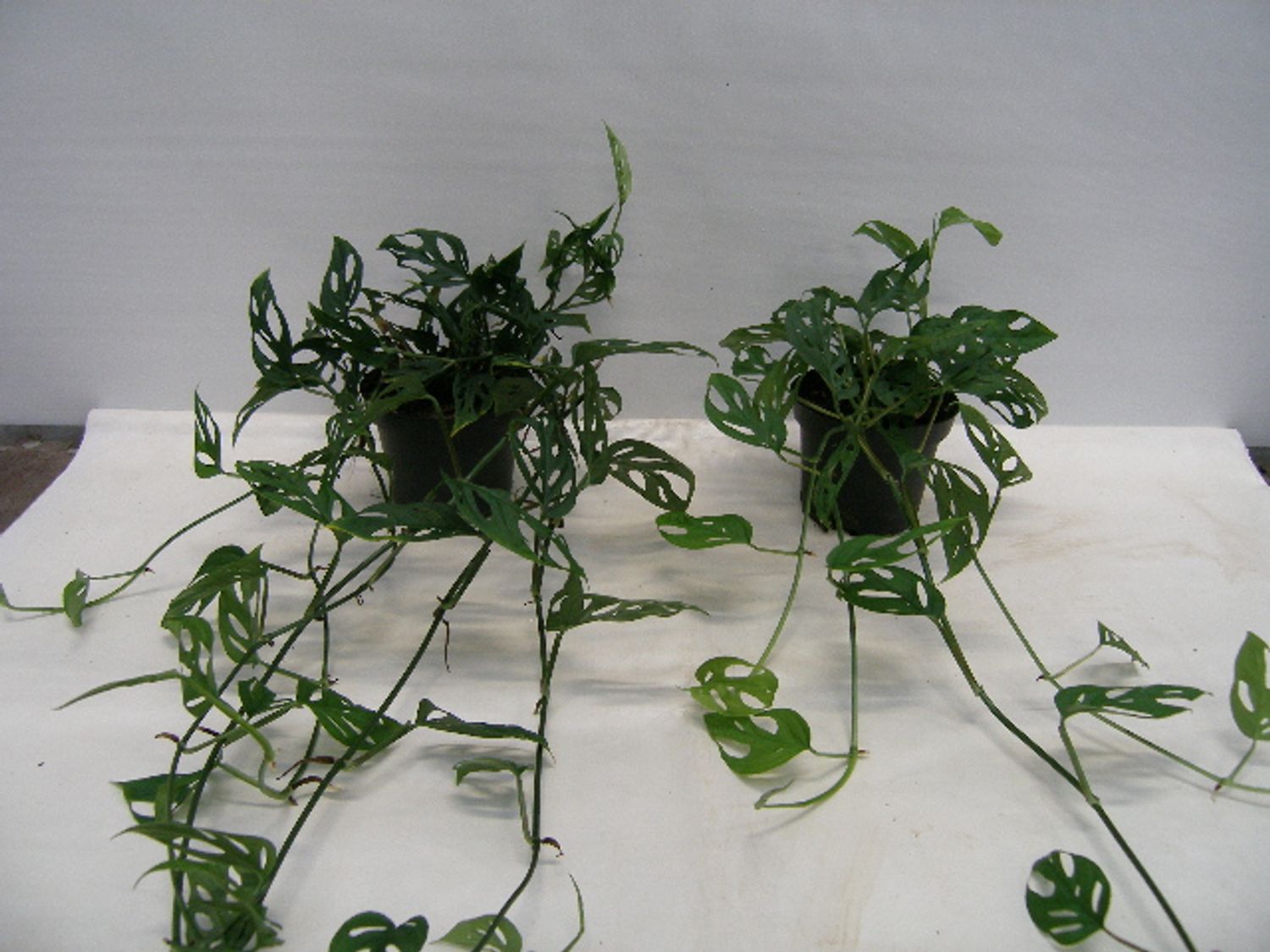 philodendron melanochrysum preis Philodendron melanochrysum – Jungle Leaves