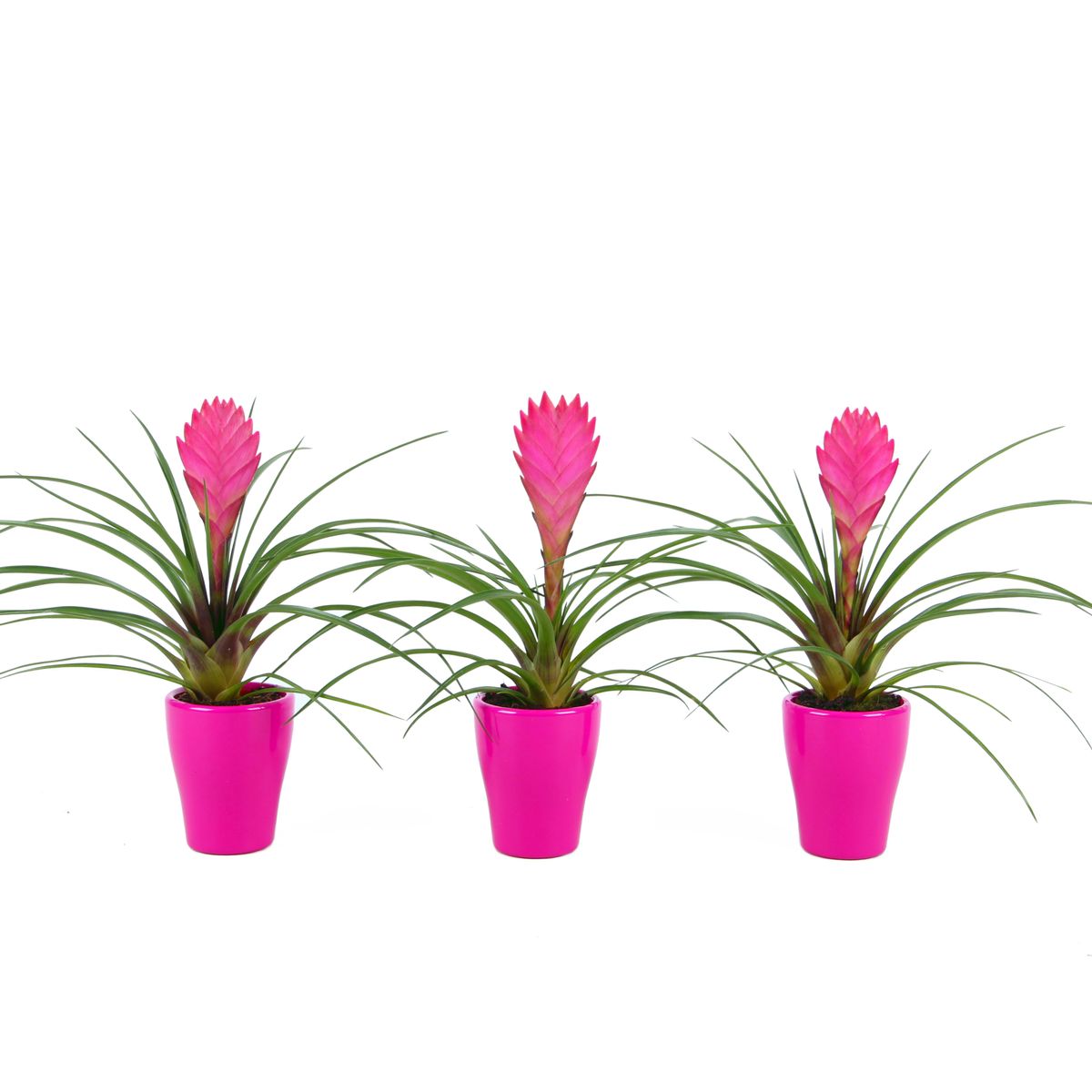 Tillandsia cyanea — Plant Wholesale FlorAccess
