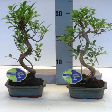 Ficus retusa
