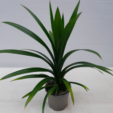 Pandanus veitchii