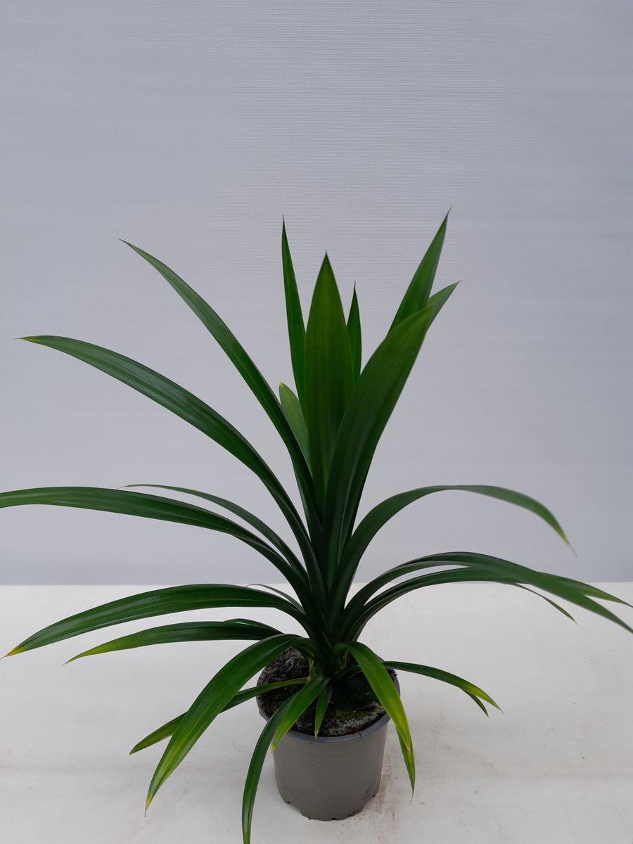 Pandanus veitchii — Plant Wholesale FlorAccess