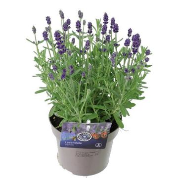 Lavandula angustifolia ARDECHE