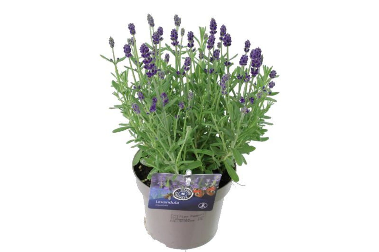 Lavandula angustifolia ARDECHE — Рослини оптом FlorAccess