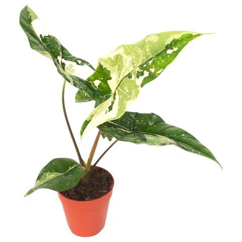 Alocasia 'Simpo Variegata'
