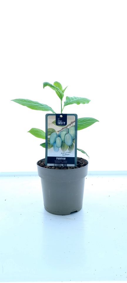 Asimina triloba 'Sunflower'