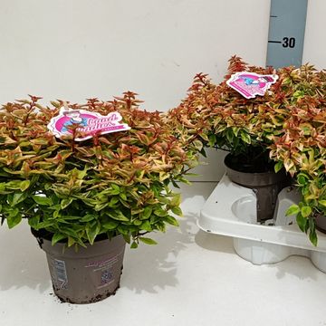Abelia x grandiflora LADY SUMMERDREAM