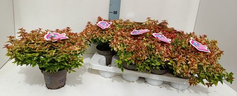 Abelia x grandiflora LADY SUMMERDREAM