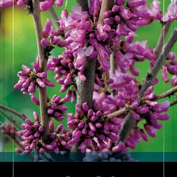 Cercis chinensis 'Avondale'