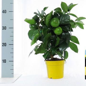 Citrus x meyeri 'Meyer'