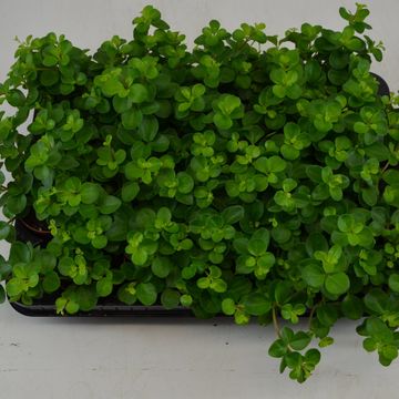 Peperomia rotundifolia