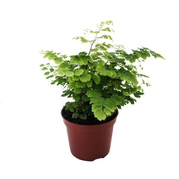 Adiantum raddianum 'Fritz-Luthi'