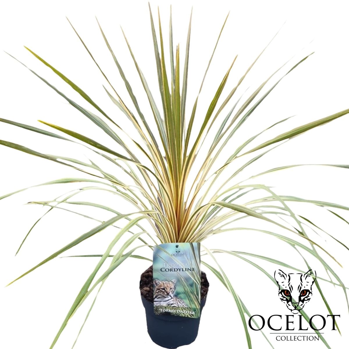 Cordyline australis 'Torbay Dazzler' — Plant Wholesale FlorAccess