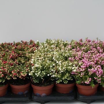 Gaultheria mucronata MIX