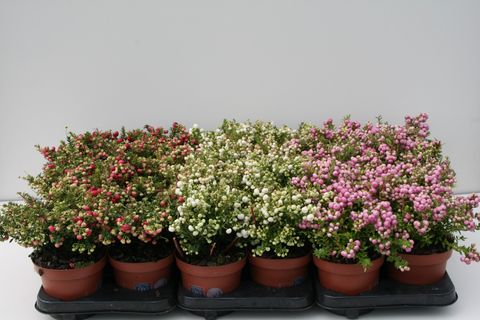 Gaultheria mucronata MIX