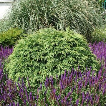 Chamaecyparis lawsoniana 'Globosa'
