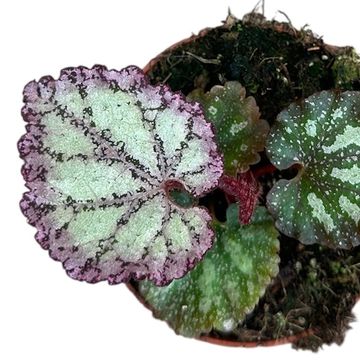 Begonia 'Pink Panther'