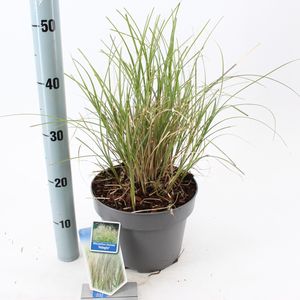 Miscanthus sinensis 'Adagio' (About Plants Zundert BV)