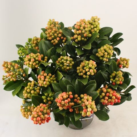 Skimmia japonica 'Temptation'