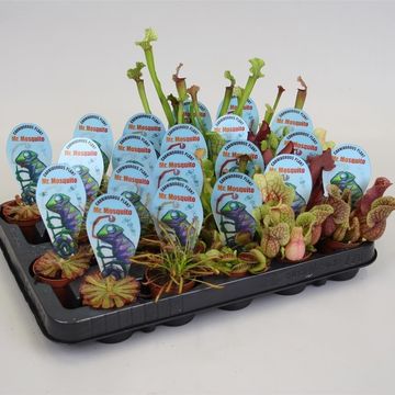 Carnivorous plants MIX