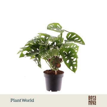 Monstera obliqua 'Monkey Leaf'