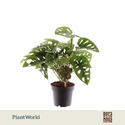 Monstera obliqua 'Monkey Leaf'