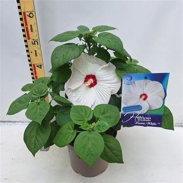 Hibiscus moscheutos LUNA WHITE