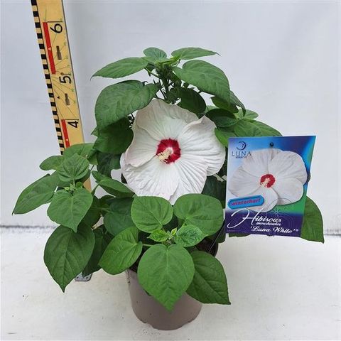 Hibiscus moscheutos LUNA WHITE