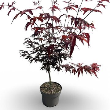 Acer palmatum 'Atropurpureum'