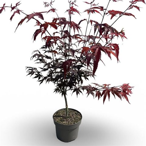 Acer palmatum 'Atropurpureum'