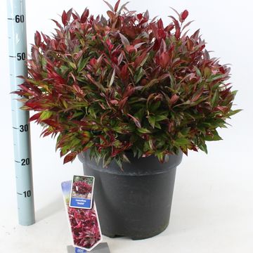 Leucothoe 'Zeblid'