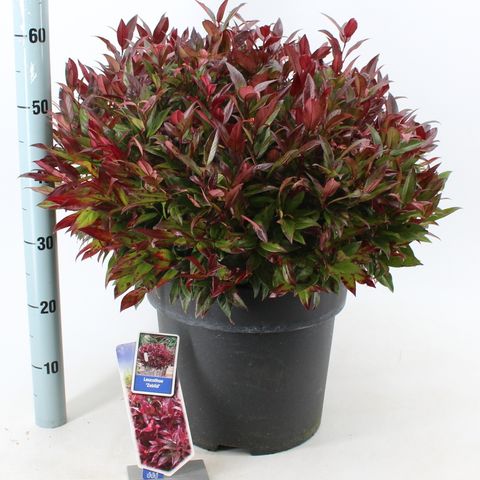 Leucothoe 'Zeblid'