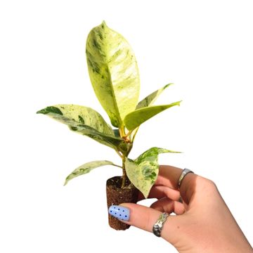 Ficus elastica 'Shivereana'