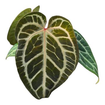 Anthurium Silver Blush Mint x Michelle