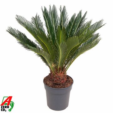 Cycas revoluta