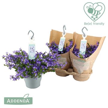 Campanula poscharskyana ADANSA BLUE