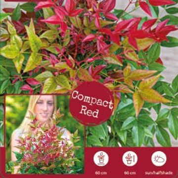 Nandina domestica OBSESSED