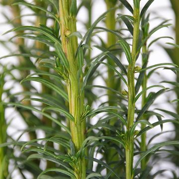 Taxus baccata 'Fastigiata'