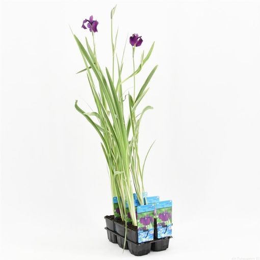 Iris ensata 'Variegata' (Moerings Waterplanten)