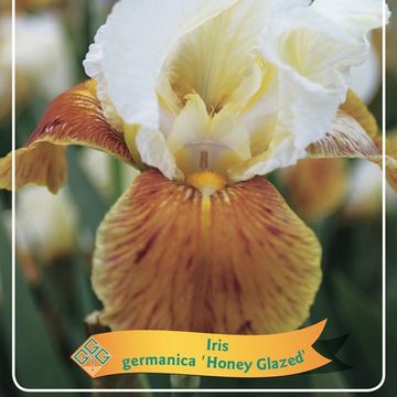 Iris 'Honey Glazed'